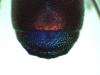Chrysis chrysostigma